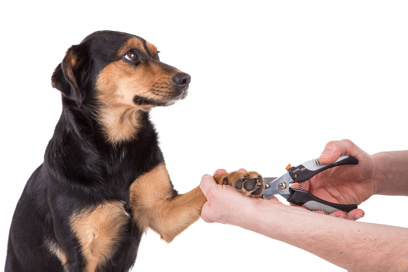 hvordan klipper man en hund hvordan klipper man en hund